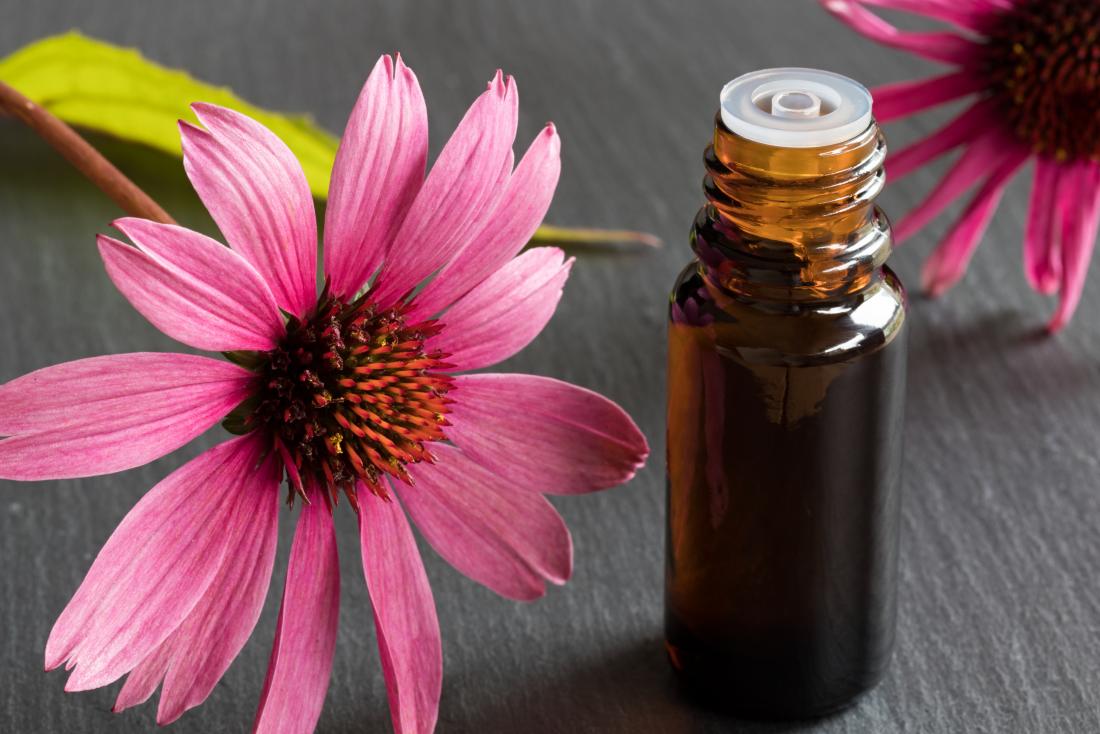 What Takes Place In Your Body When You Take Echinacea Daily?