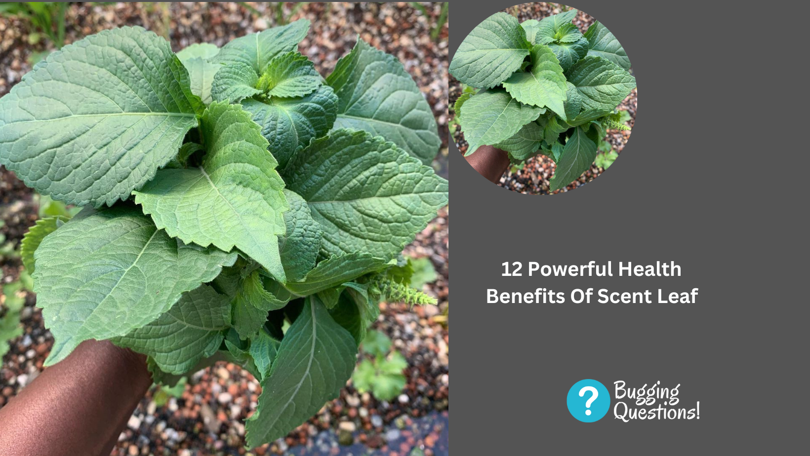 12 Powerful Health Benefits Of Scent Leaf