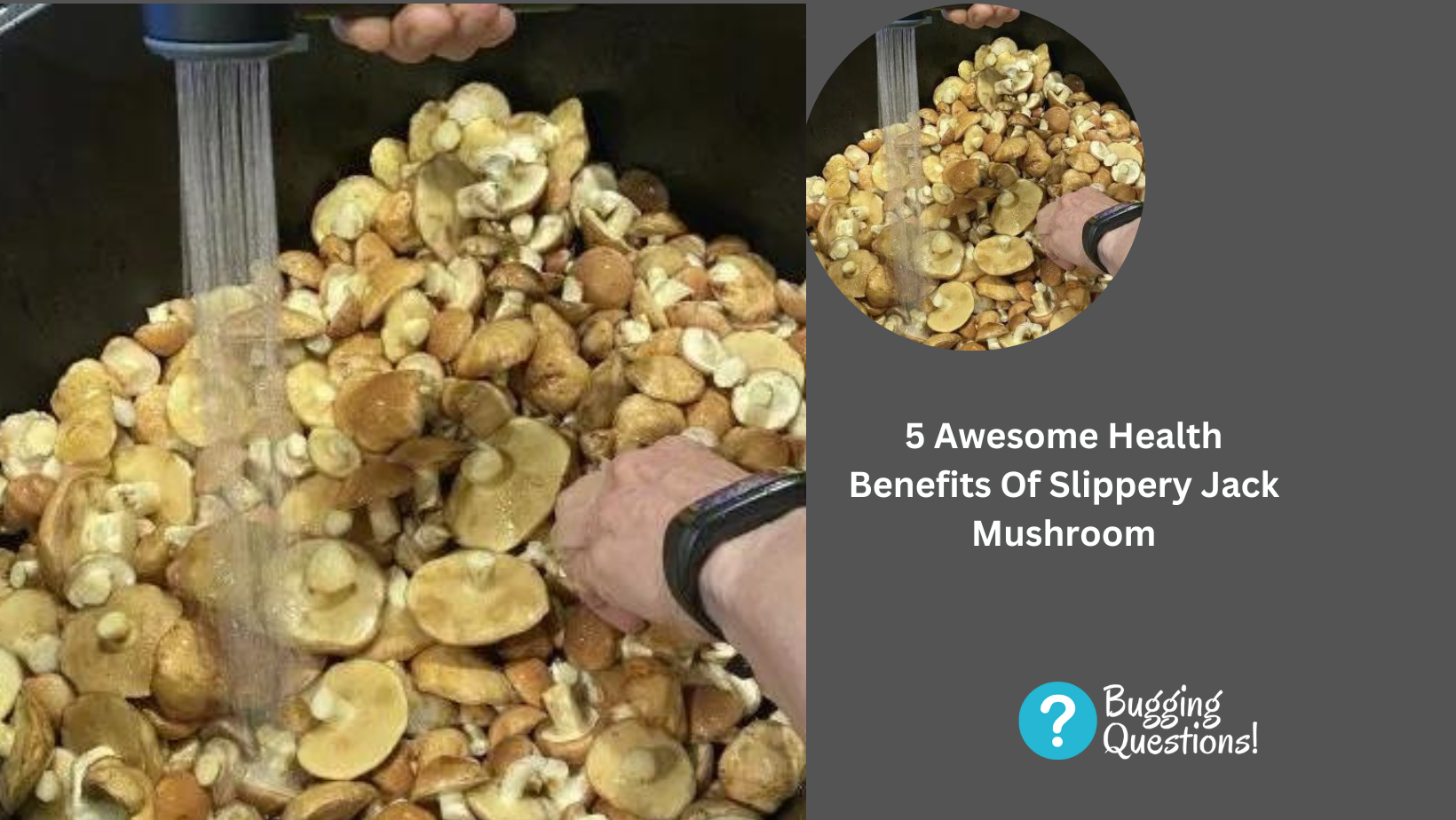 Awesome Health Benefits Of Slippery Jack Mushroom