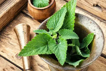 12 Powerful Health Benefits of Scent Leaf