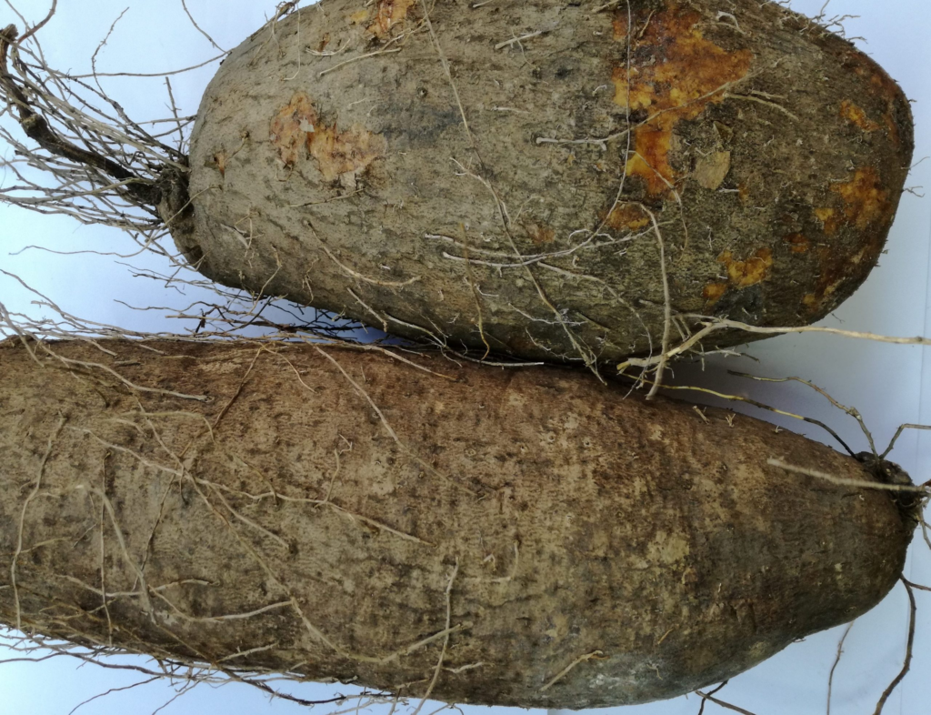 Wonderful Health Benefits Of Water Yam