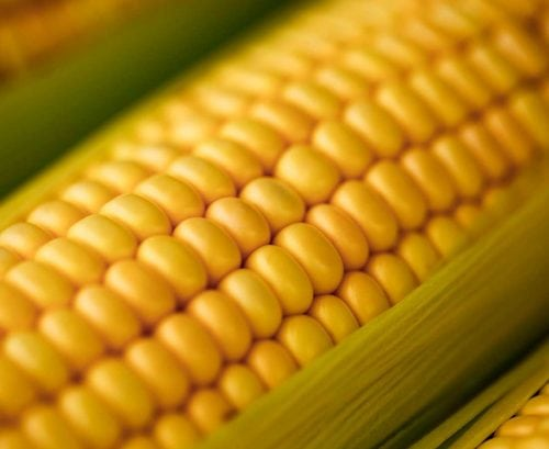 Special Benefits Of Yellow Corn