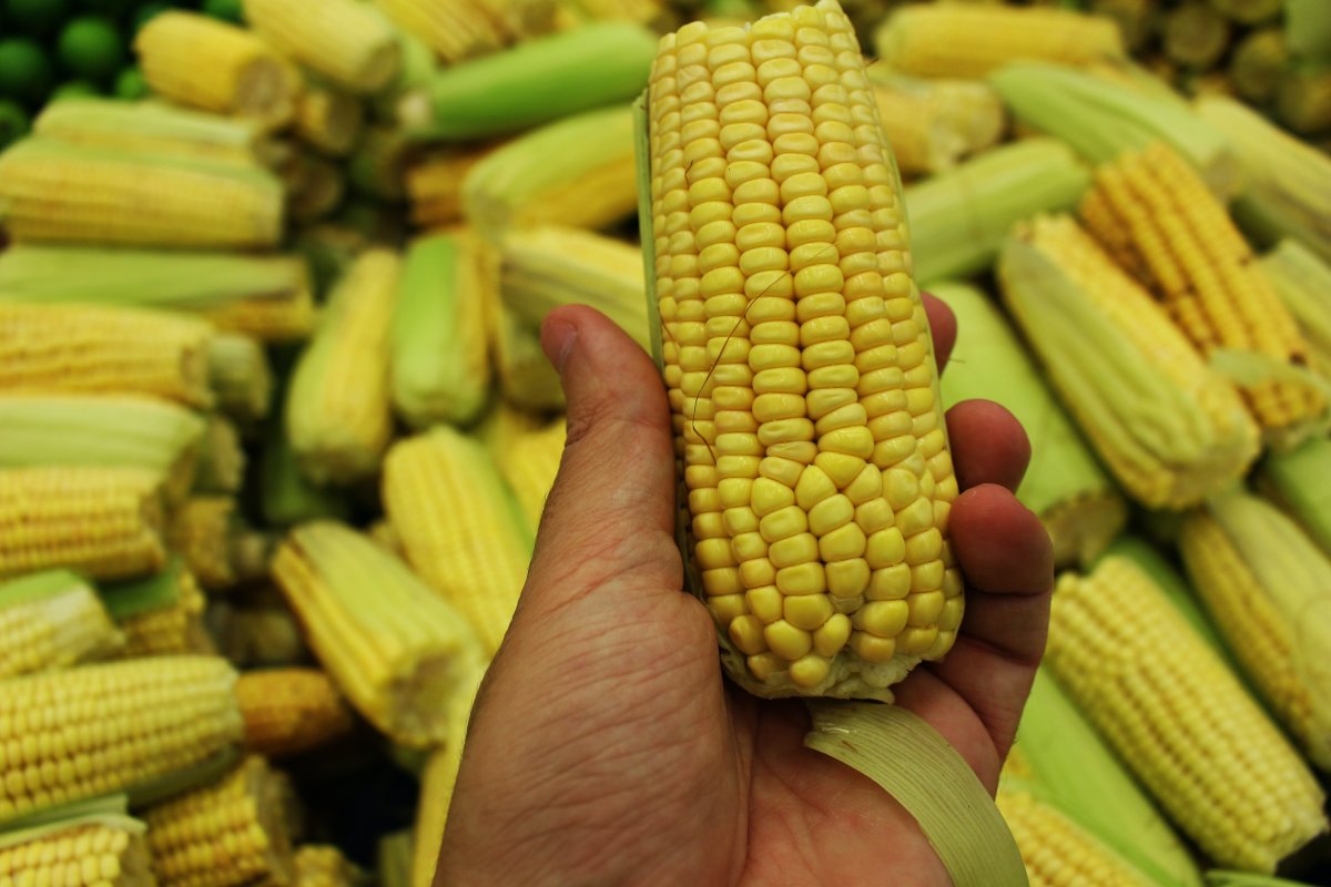 Special Benefits Of Yellow Corn