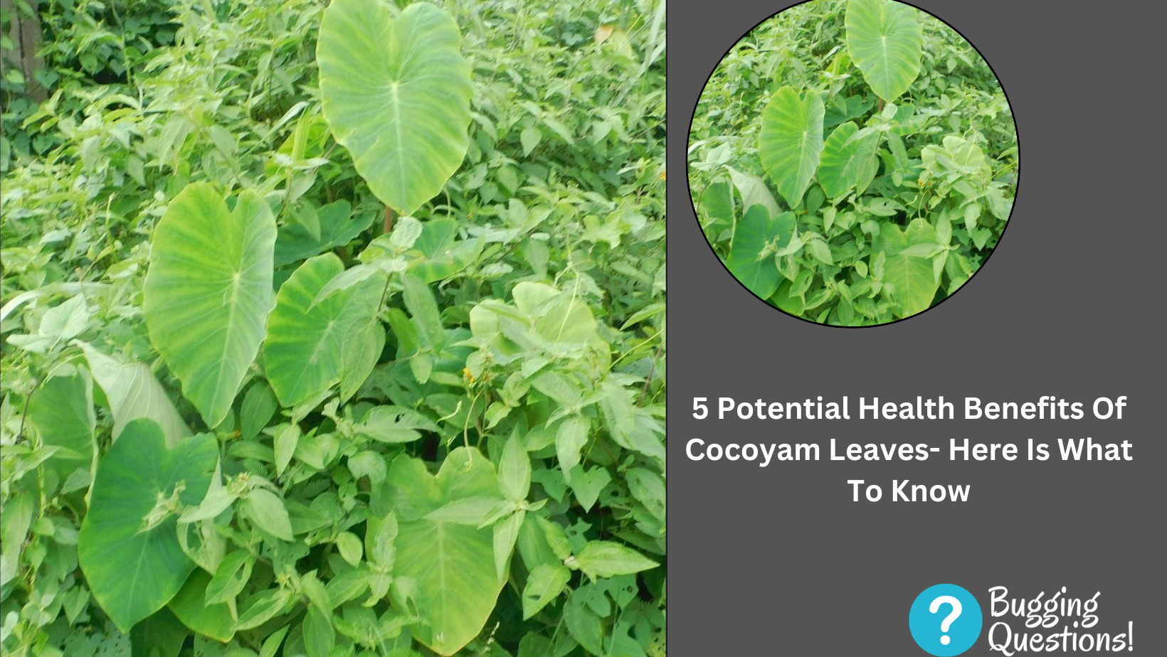 Potential Health Benefits Of Cocoyam Leaves