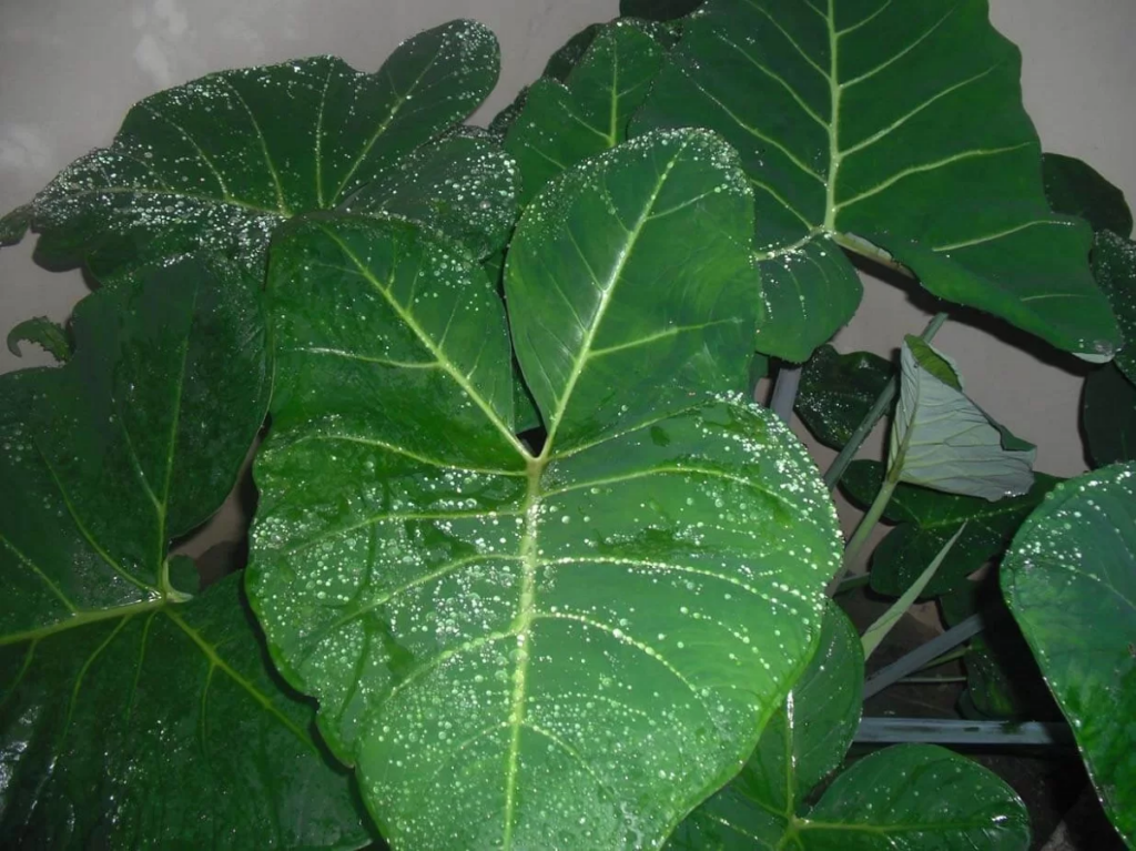 Potential Health Benefits Of Cocoyam Leaves
