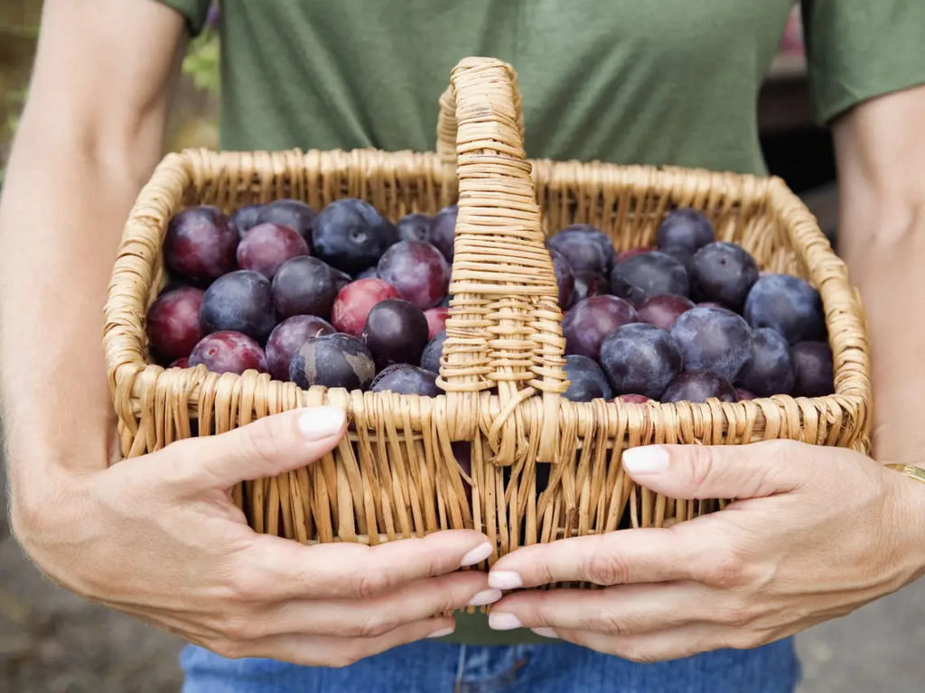 Benefits Of Adding Plums To To Your Diet