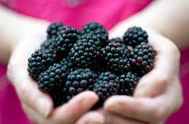 Benefits Of Adding Blackberry To Your Diet