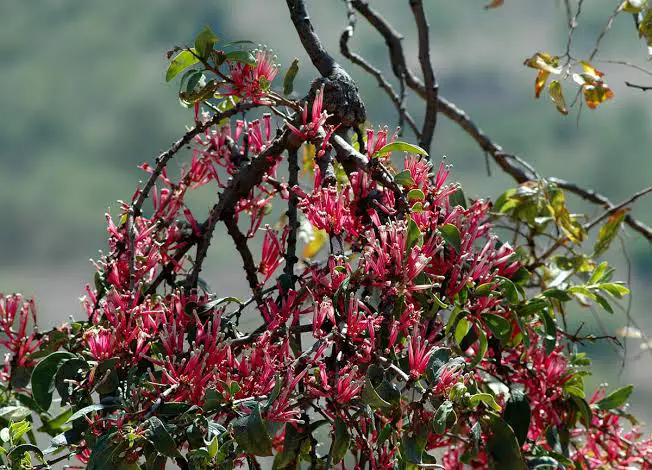 Wonderful Health Benefits Of African Mistletoe