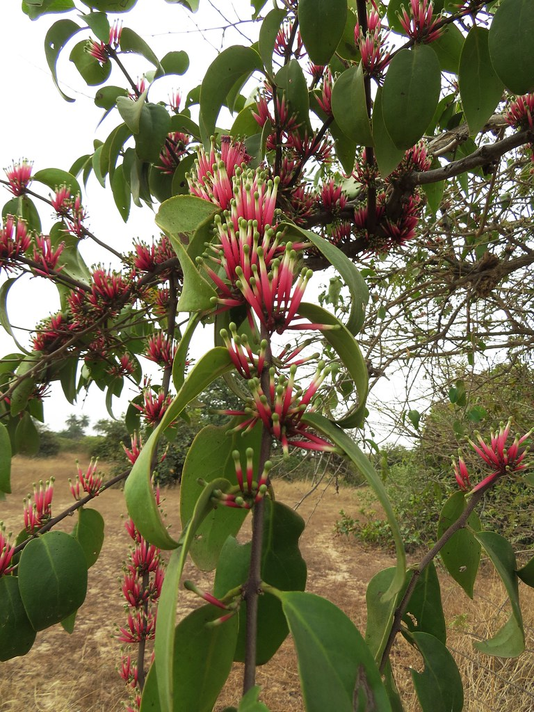 Wonderful Health Benefits Of African Mistletoe